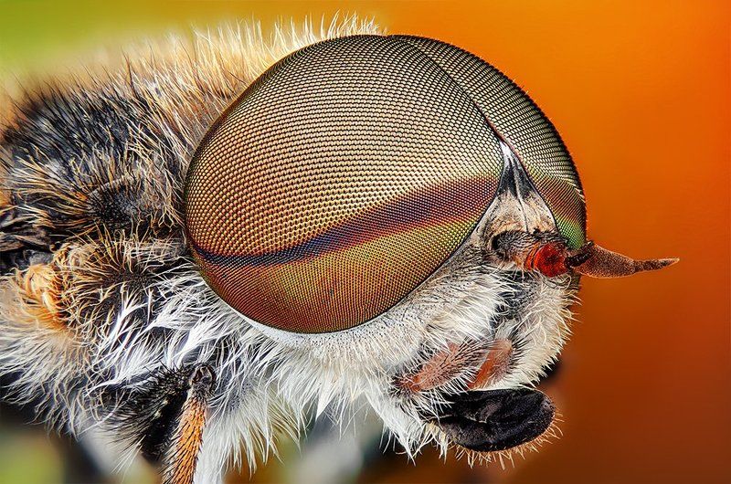 pu5z3k Tabanus bovinusphoto preview