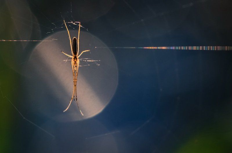 Телеграфист.photo preview