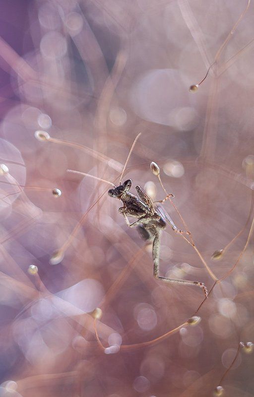 Эквилибрист.photo preview