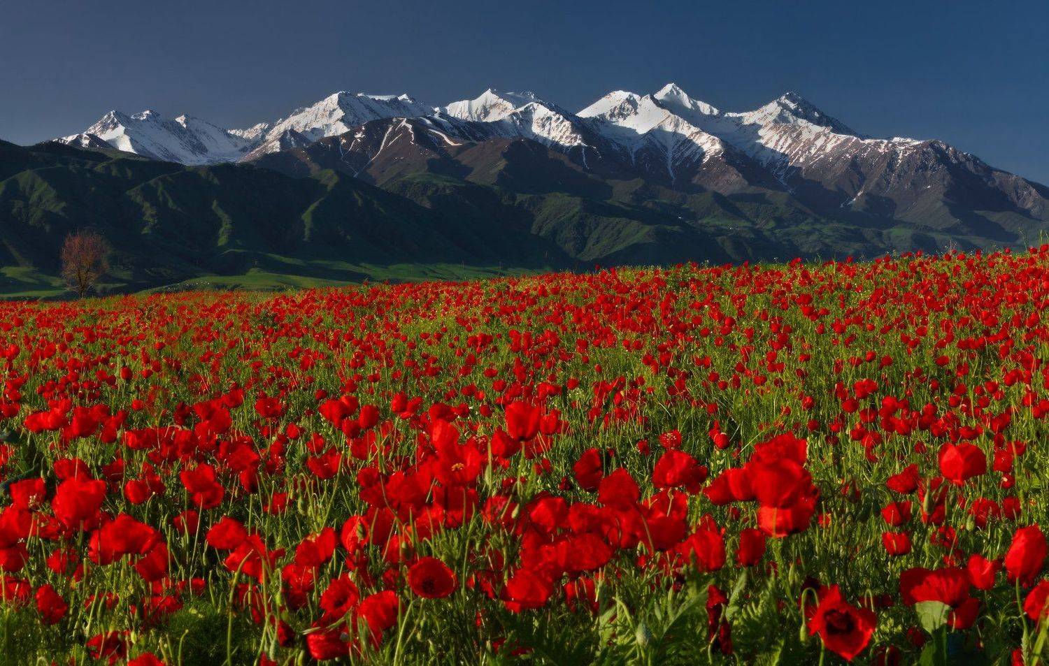 Этюд с мокрыми ботинками. Автор: Михаил Трахтенберг киргизия, бишкек, маки, горы, t_berg, Михаил Трахтенберг