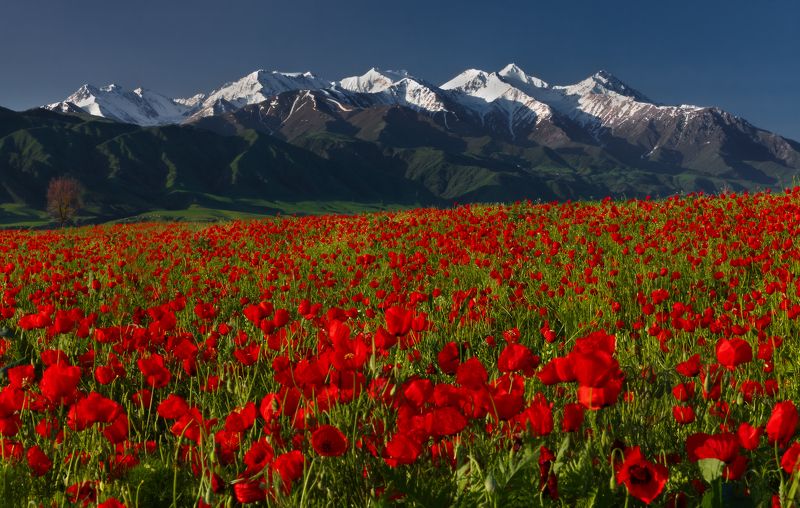 киргизия, бишкек, маки, горы, t_berg Этюд с мокрыми ботинкамиphoto preview