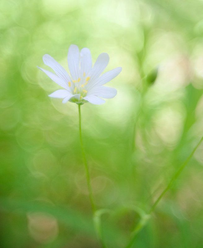 Акварельки...photo preview