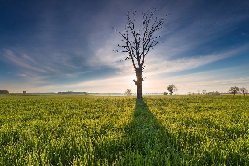 Old treephoto preview