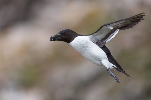Razorbill