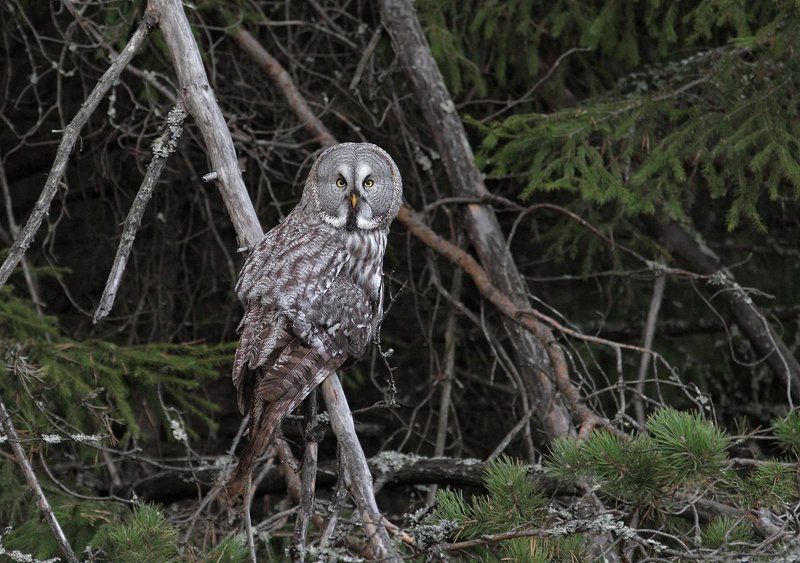 про совуphoto preview