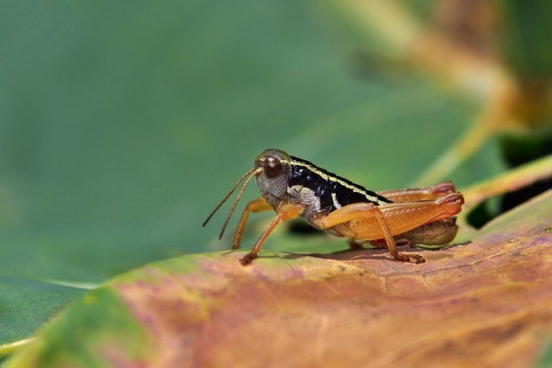 макро, macro, close-up, nature Саранчовая депрессияphoto preview