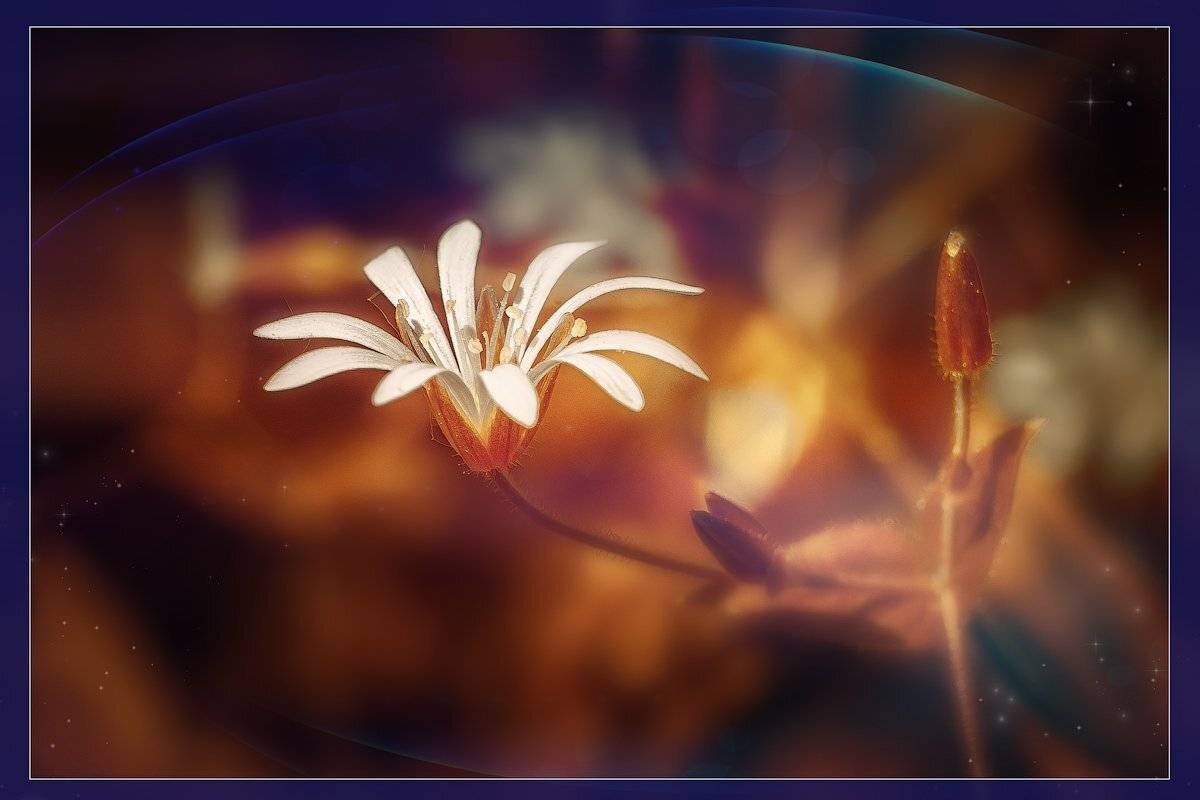 Цветы.природа., Рудченко Анатолий