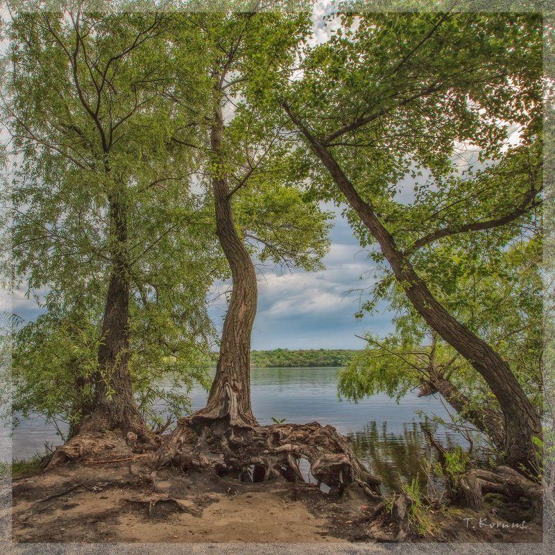 река,деревья,весна Три грацииphoto preview