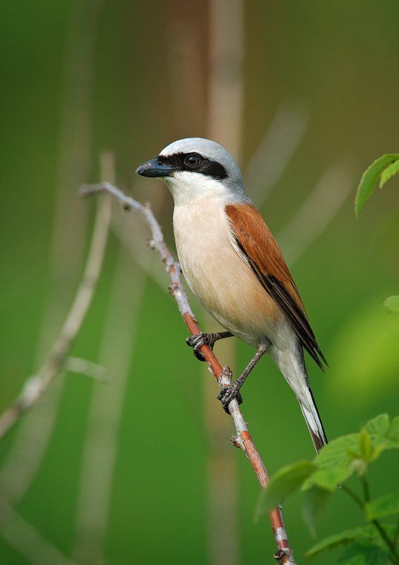 Весна, Жулан, Москва Жуланphoto preview