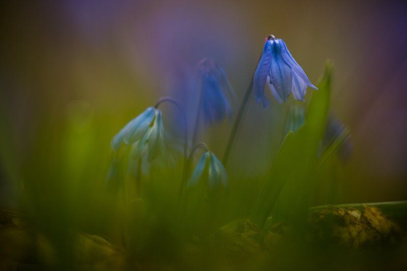 Пролескиphoto preview