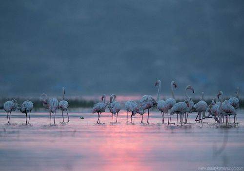 Greater Flamingos