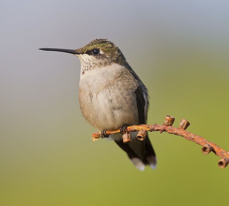 колибри,ruby-throated hummingbird, hummingbird, весна Female. Ruby-throated Hummingbird -Рубиновогорлый колибри. самкаphoto preview