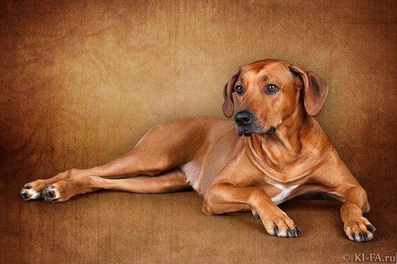 Лисенаphoto preview