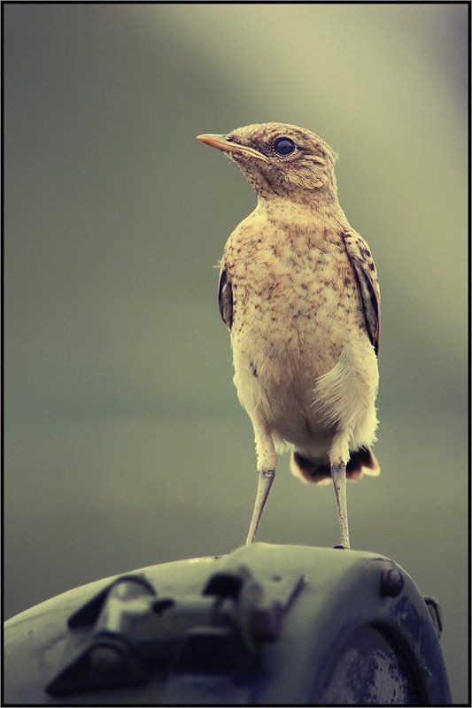 ВОЖДЬphoto preview