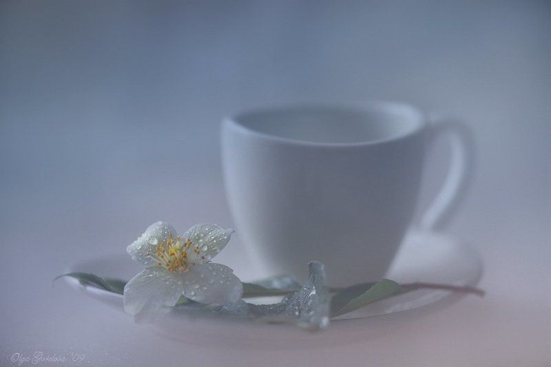 жасмин. фото, натюрморт веточка жасмина...photo preview