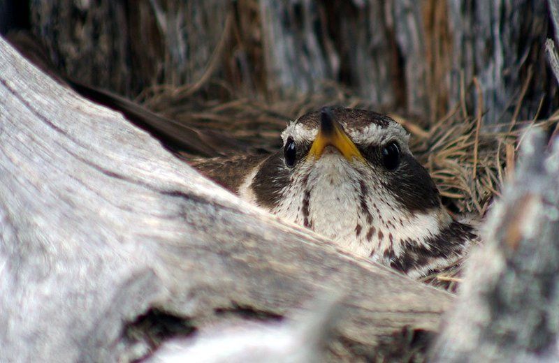 дрозд, гнездо На гнездеphoto preview