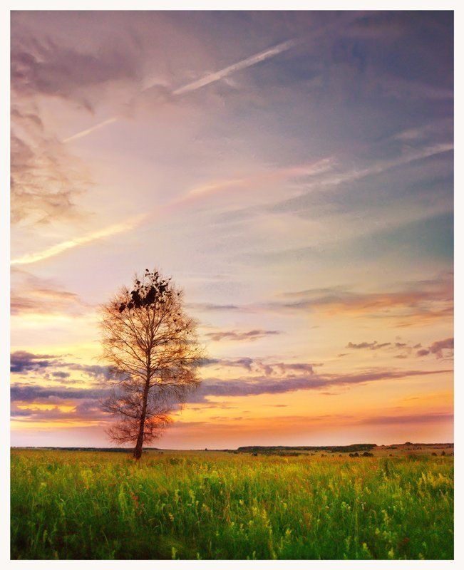 небо, берёза летний вечерphoto preview