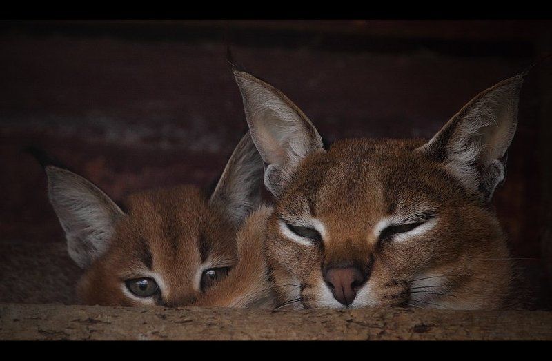 4 глазаphoto preview