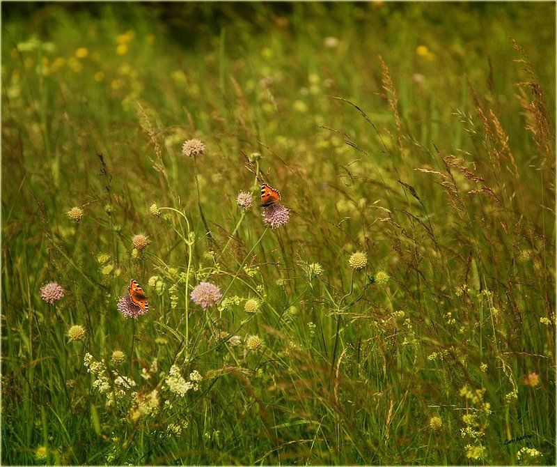тверская область, харитоново, луг, бабочки, свидание, любовь, лето, тепло Про свидание двух бабочек в высокой траве)photo preview