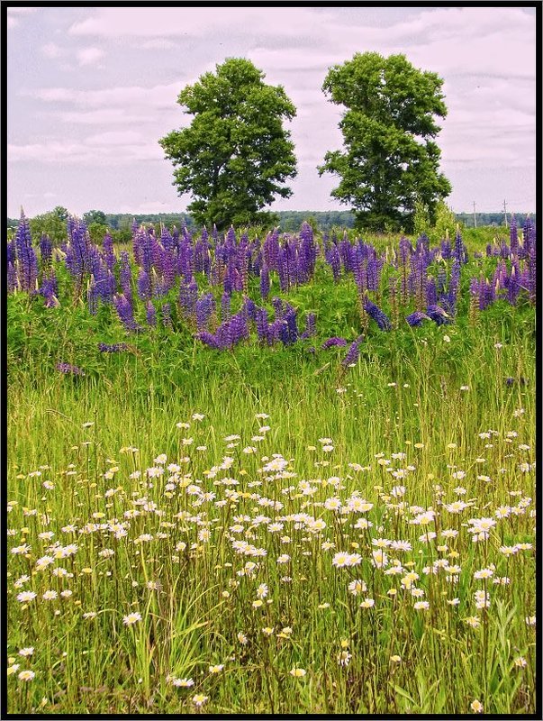 Летняя зарисовка с ромашками и люпинамиphoto preview