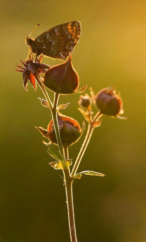 бабочка, закат В лучах заката..photo preview