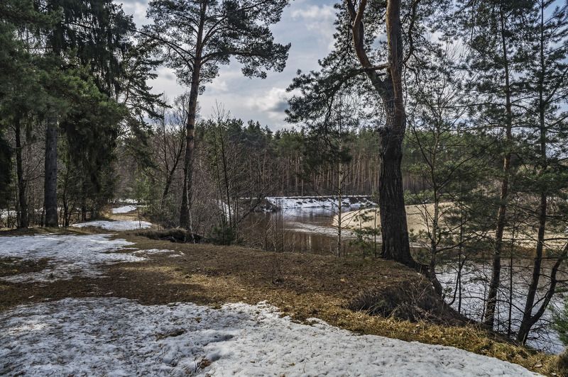 Весна в лесу.photo preview