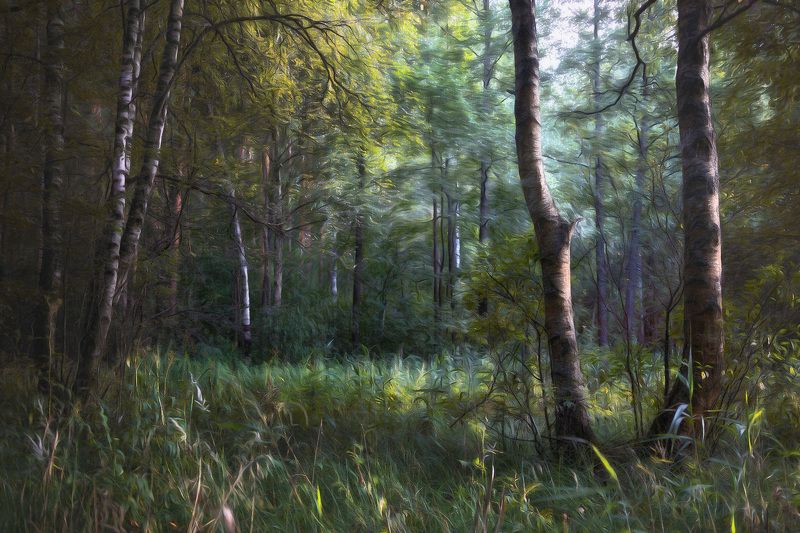 лес, свет, деревья, пейзаж, forest, woodland, trees, landscape, sunlight В конце лета в лесуphoto preview