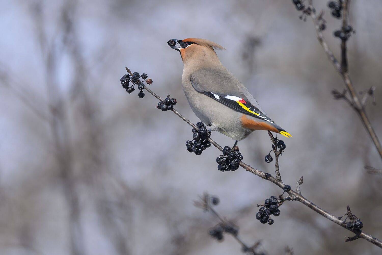 Bohemian waxwing. Автор: AlexsanderBB , AlexsanderBB