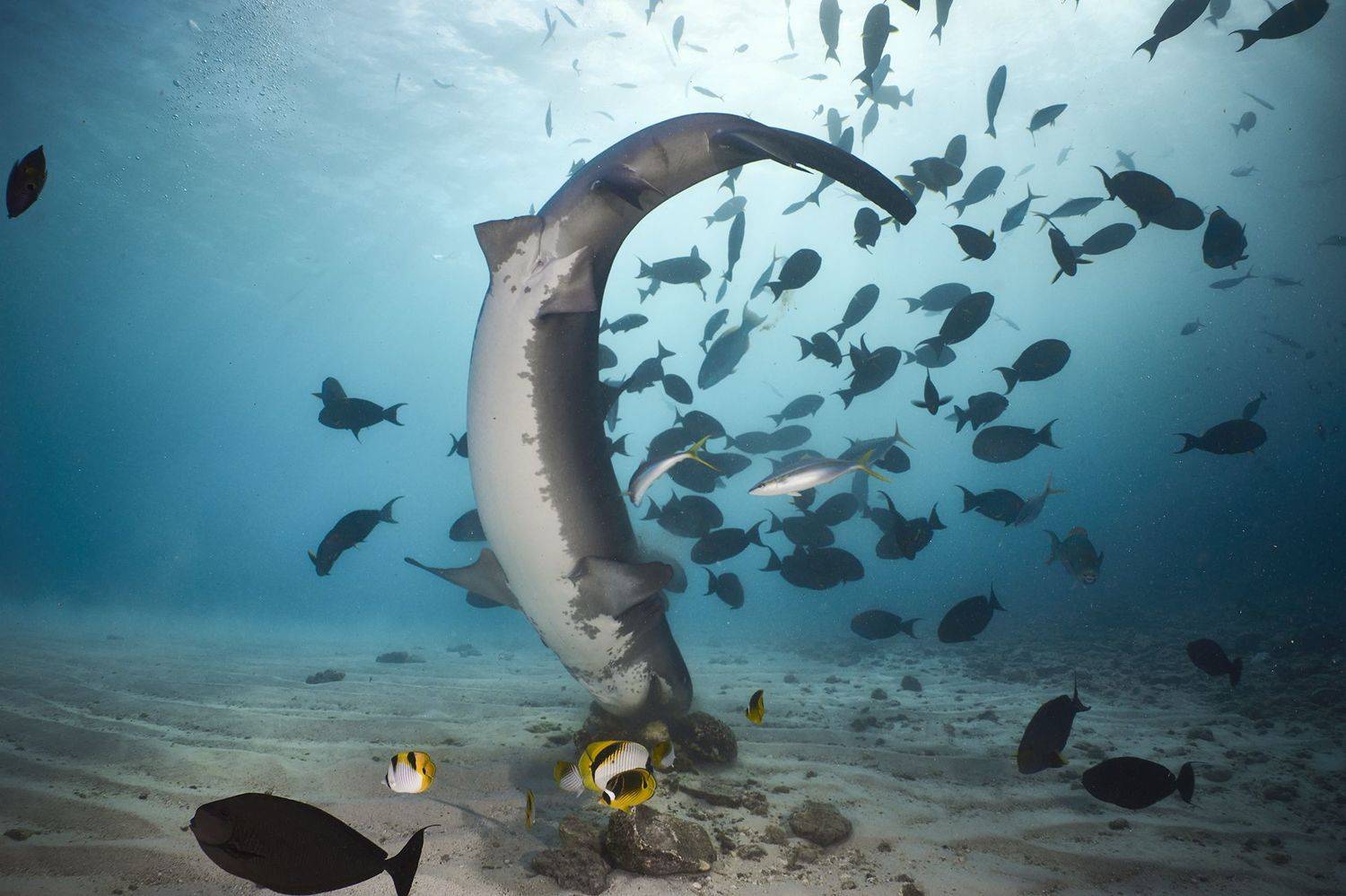 тигровая акула, акула, дайвинг, подводная фотосъемка, PAVEL PEREPECHAEV