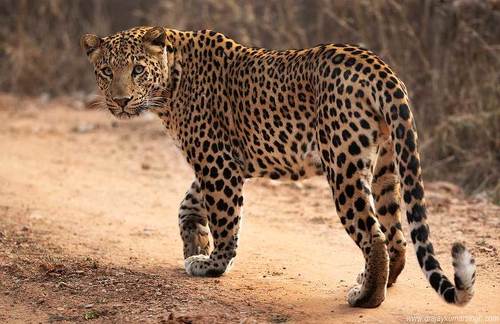 Leopard