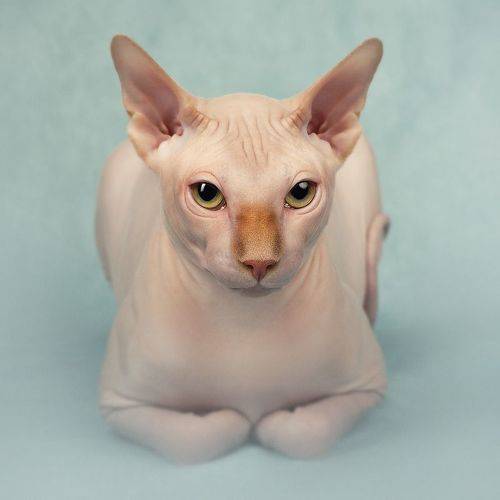 Sphynx cat