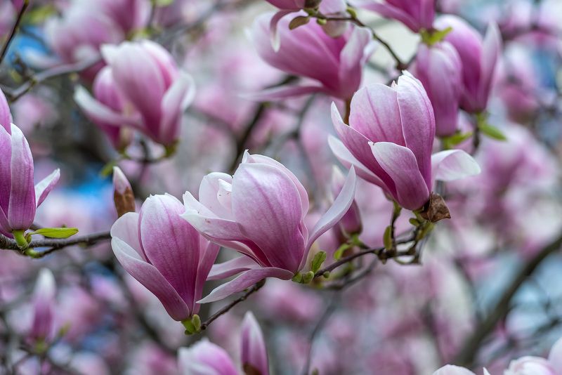 Буйство красокphoto preview