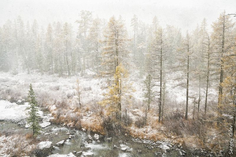 алтай, куйгук, осень Осень в ущелье Куйгукphoto preview