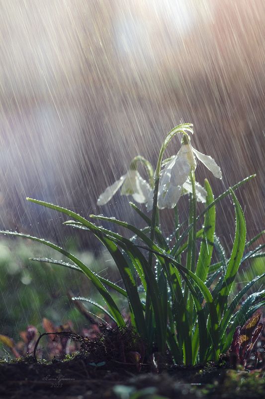 кострома, природа, цветы, первоцветы, подснежники Чистый четвергphoto preview