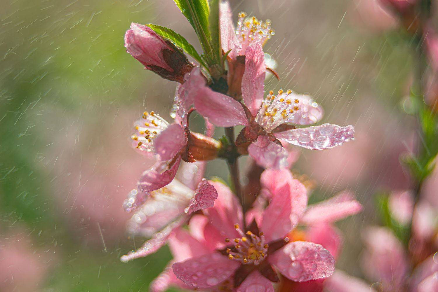 Степной миндаль. Автор: Елена Брежицкая степной миндаль,макро,весна,гелиос, Елена Брежицкая