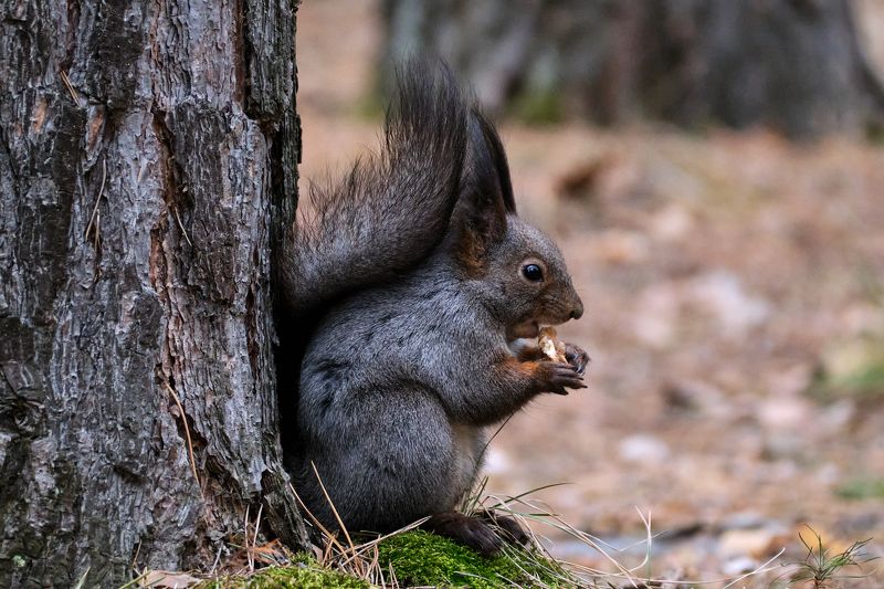 гремячая грива, белка, красноярск, белки Шикарная белкаphoto preview