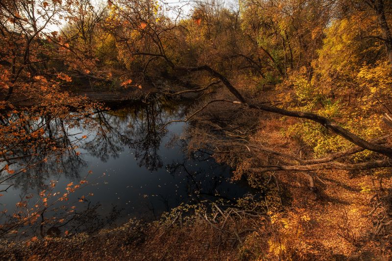 Живописные заводи Алексеевского лесаphoto preview
