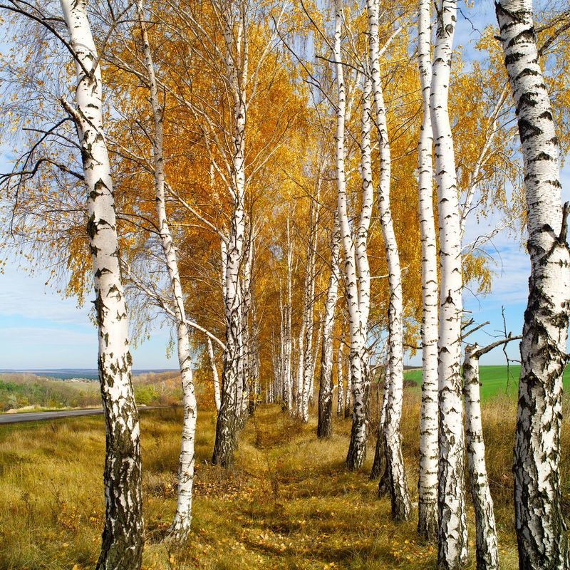 Осенние нарядыphoto preview