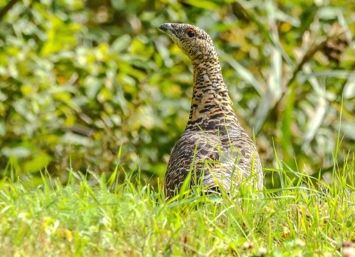 Капалуха. Автор: Белоусов Михаил , Белоусов Михаил