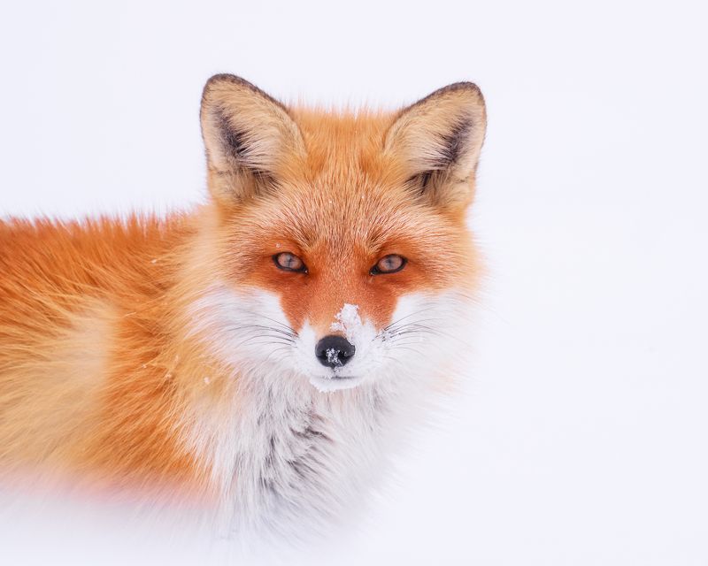 Hokkaido Japan