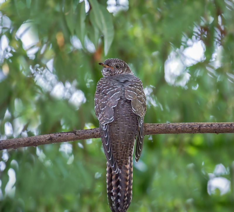 птица, кукушка, лес, кукушечка..photo preview