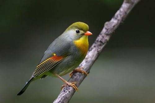 Red-billed leiothrix
