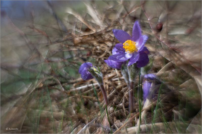 сон,трава,прострел Сонphoto preview