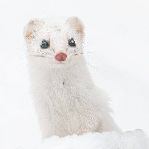Снежок