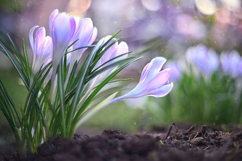 крокусы, весна, цветы, макро Крокусыphoto preview
