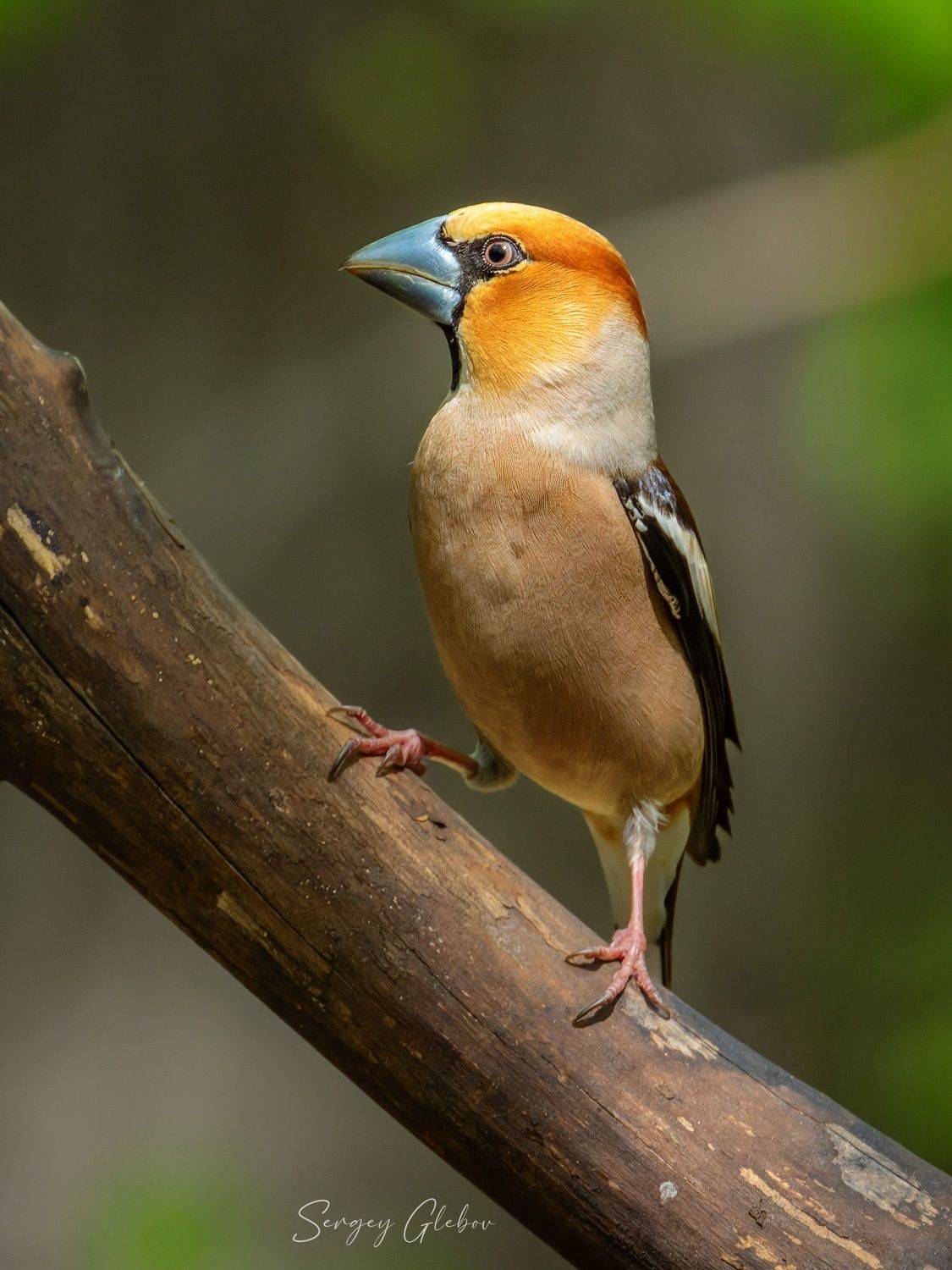 Дубонос. Автор: Сергей Глебов дубонос, птицы, пернатые, Сергей Глебов