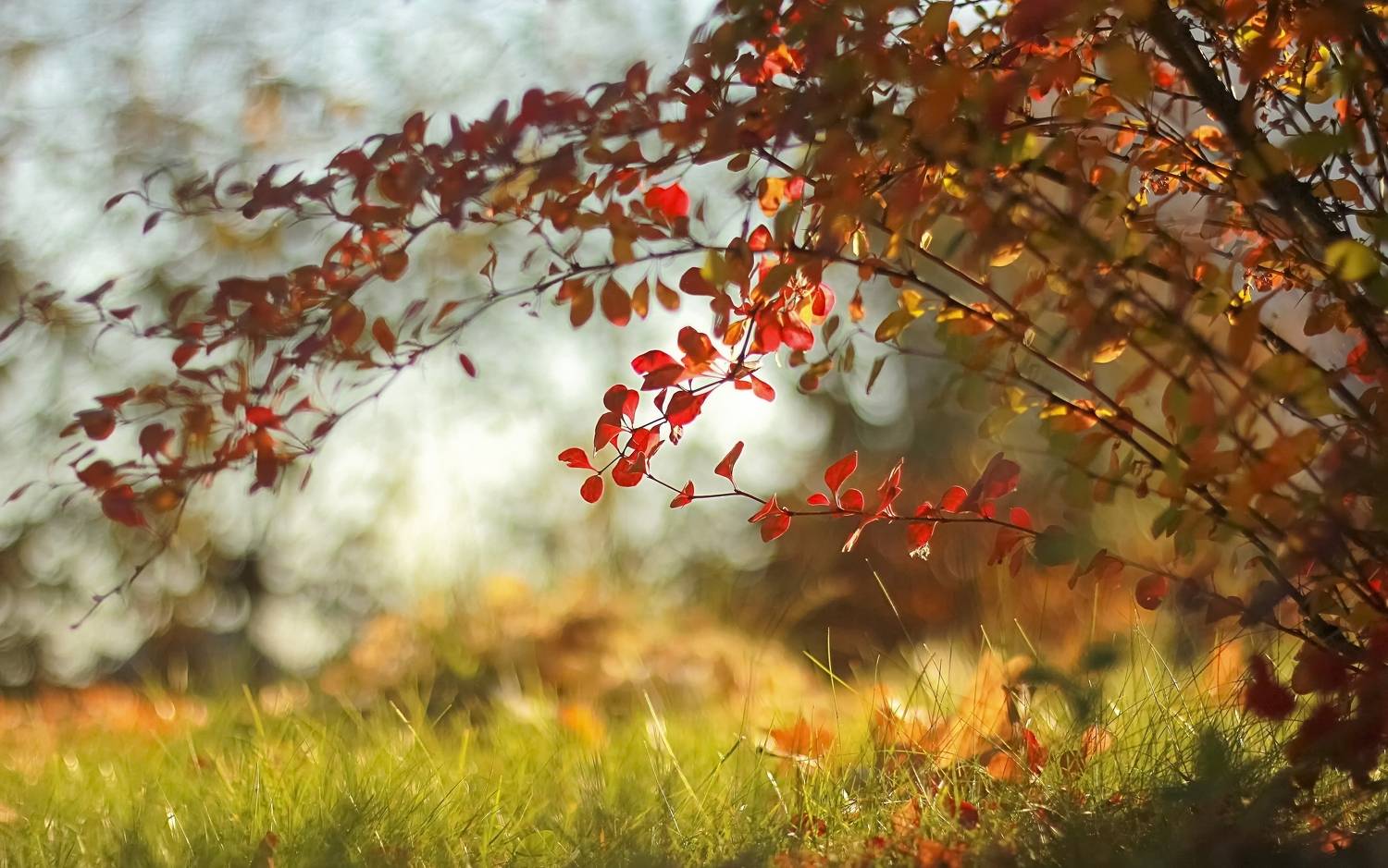 Под кустом. Автор: Лайко Марина , Лайко Марина