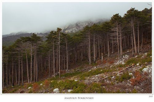 О тайнах лесных фракталов