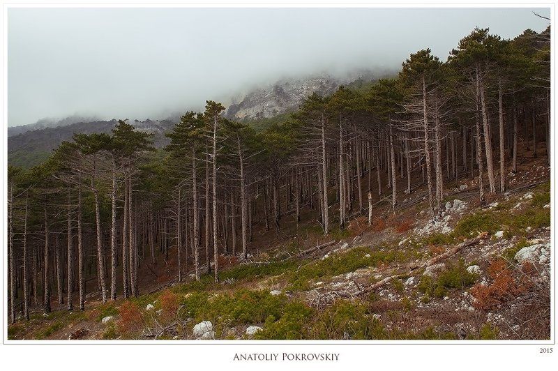 анатолий покровский, крым, лес, облако, сосна О тайнах лесных фракталовphoto preview