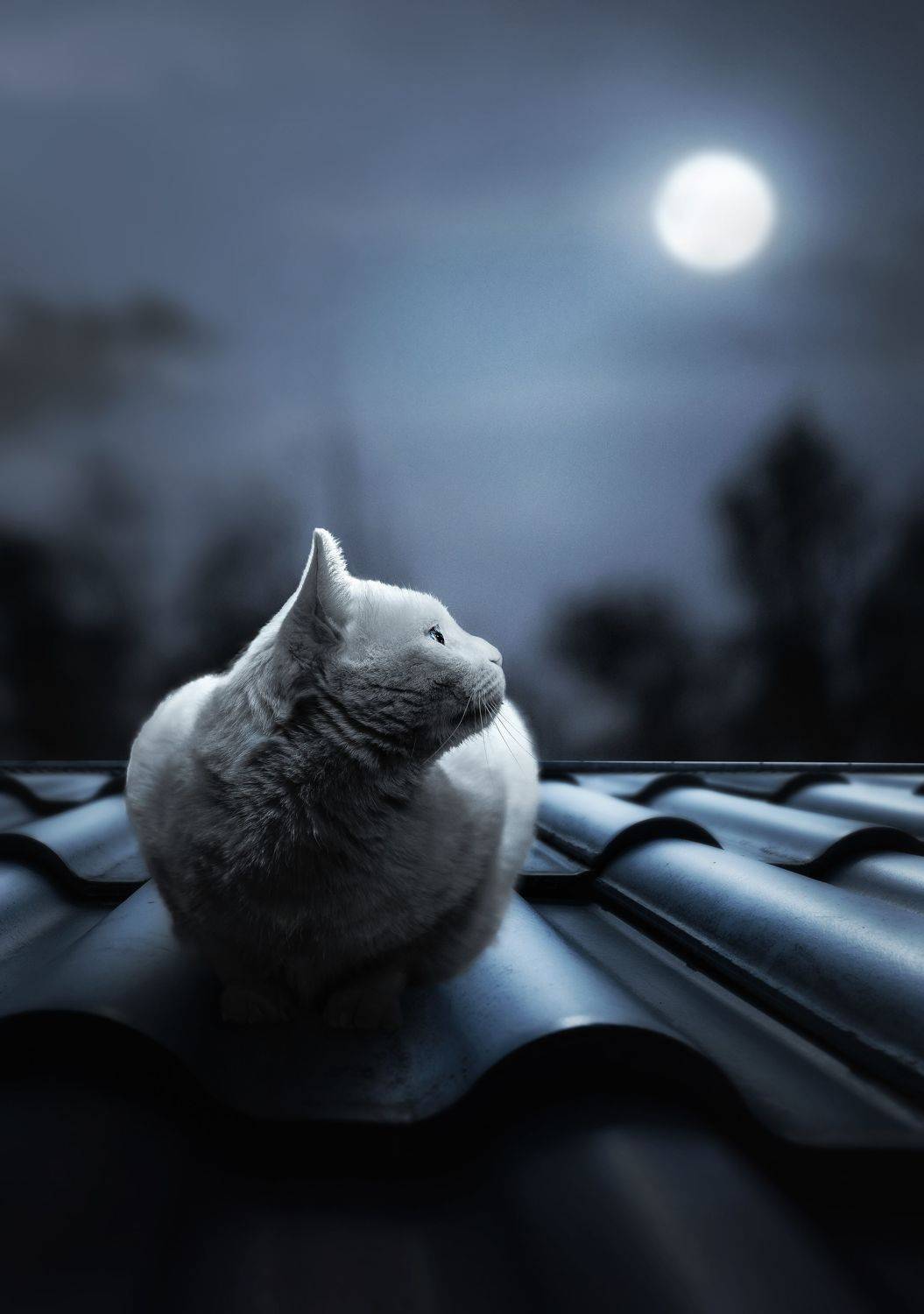 床前明月光. Автор: 宠物摄影师狗哥 猫 宠物 动物 夜晚, 宠物摄影师狗哥